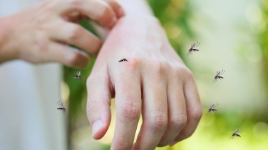 Llegó el frío y todavía hay un montón de mosquitos: ¿es normal?