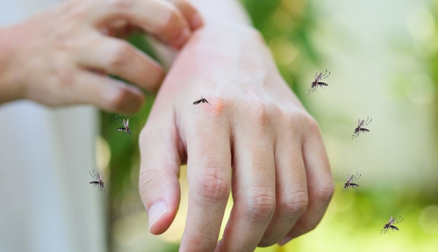 Llegó el frío y todavía hay un montón de mosquitos: ¿es normal?